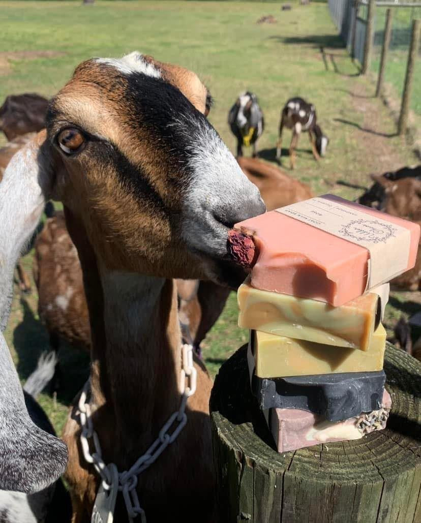 Seasonal Goat Milk Soap 5oz